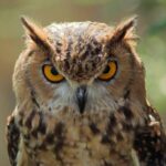 Reiki 4 seminaras mokymai